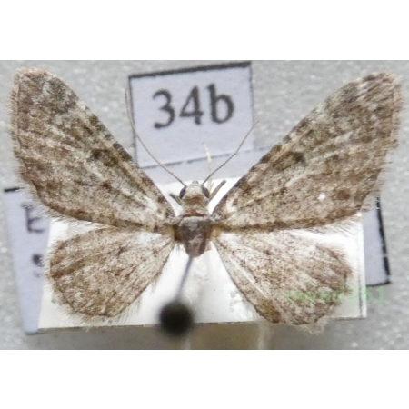 Eupithecia semigraphata Bruand, 1850 Czech34b